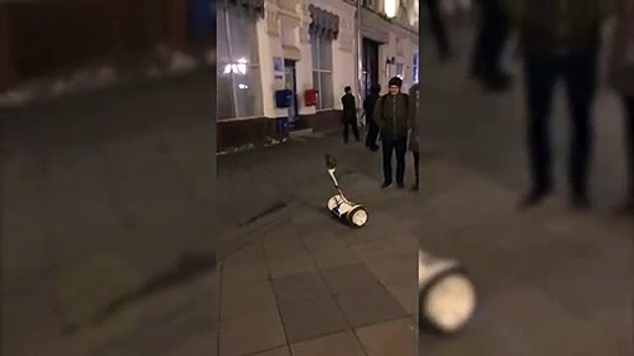 Cette chouette se balade en hoverboard