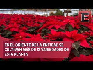 Cambios de temperatura afectan producción de Nochebuena en Michoacán