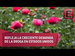 Cultivo de amapola en México creció un 21% desde 2015