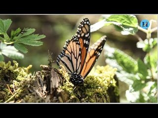 Biósfera de la mariposa monarca