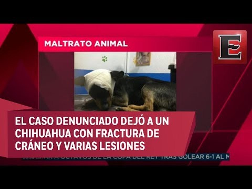 Animal...Es: Maltrato animal
