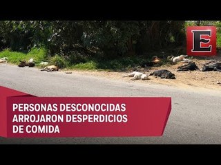 Consternación en Morelos por el envenenamiento de 25 perros