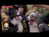 Dog Running: carrera para personas y perros en la CDMX | Sale el Sol