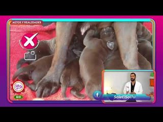 Mitos y Realidades: todo sobre el cuidado de tus cachorros | Sale el Sol