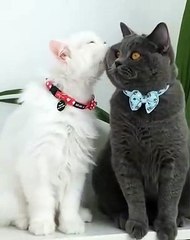 O AMOR E LINDO ENTRE OS GATOS!