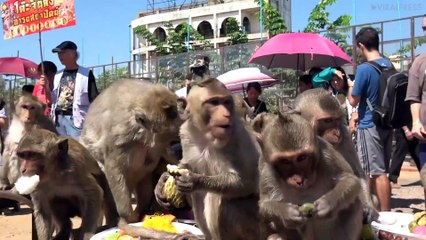 Two Monkeys Jump Onto Photographer&apos;s Head