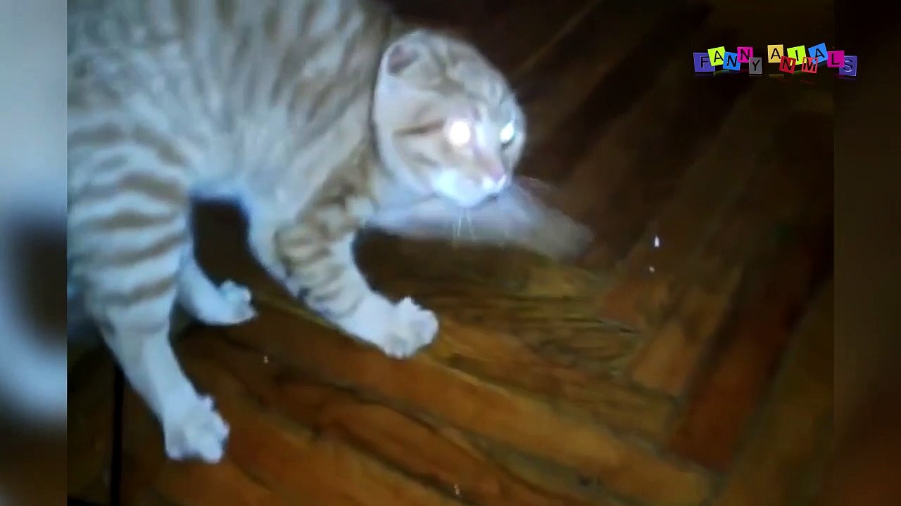 Просто приколы с котанами. Рысь пришла в гости.