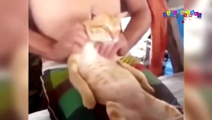 Просто приколы с котанами. Пугливые кошки.