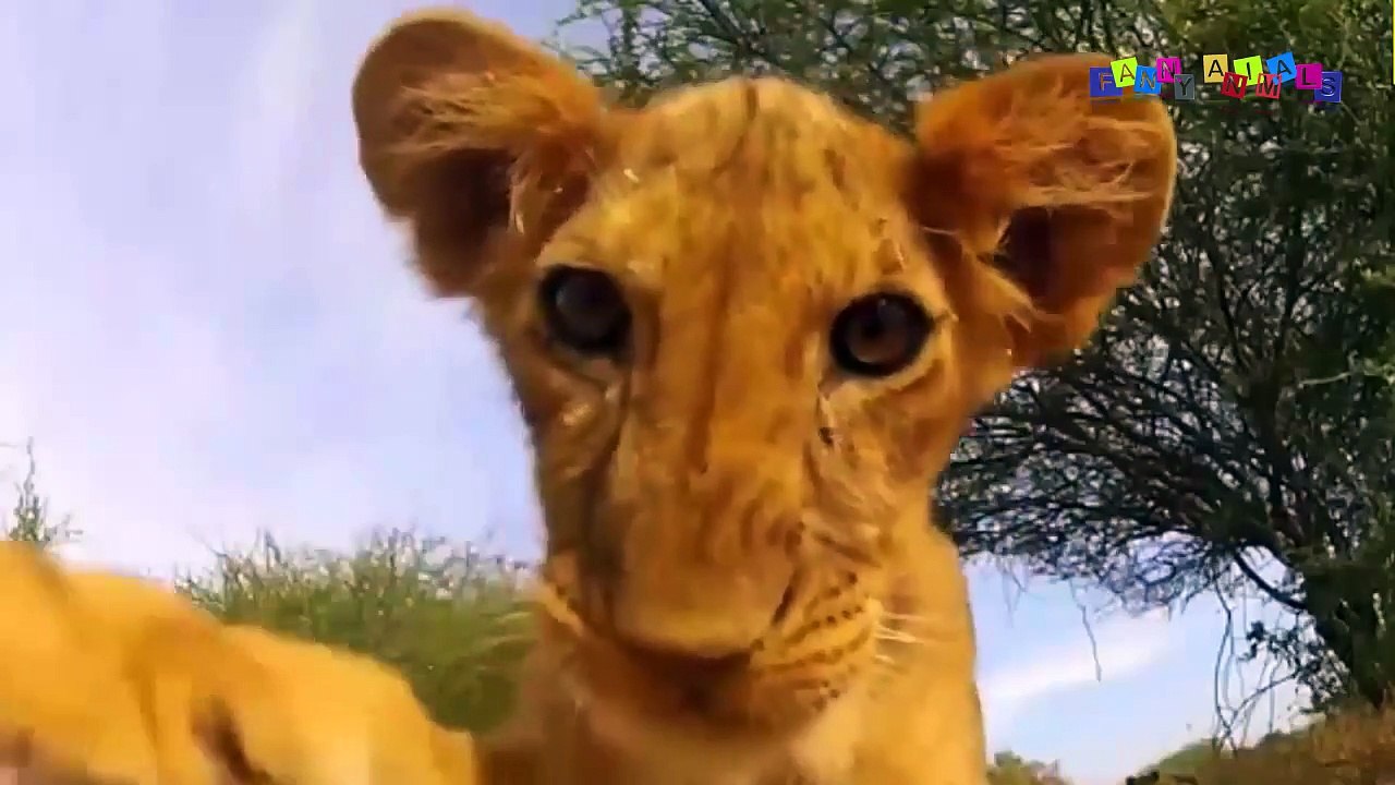 Разные приколы с разными животными. Любопытный львёнок.