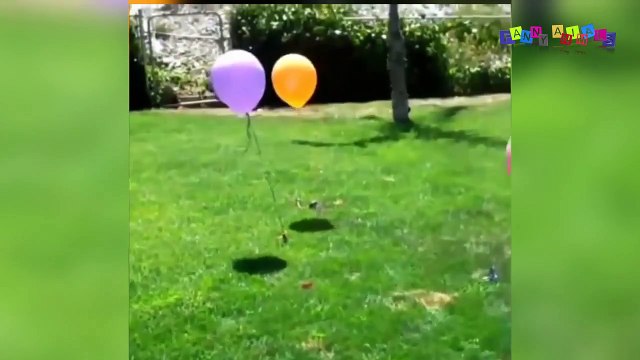 Разные приколы с разными животными. Пинг-понг.