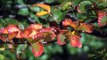 Why Do Leaves Change Color What Makes the Leaves Fall|Scientific Information|ABC Motion