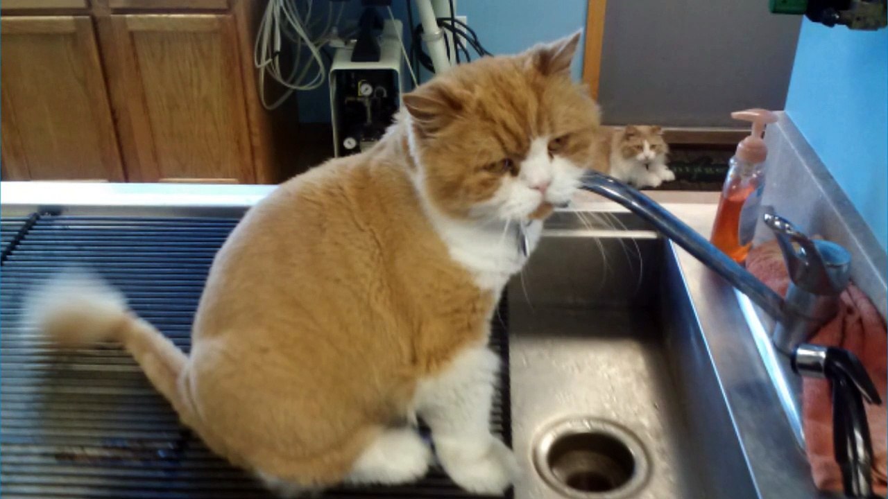 Rochester Hills Animal Hospital|Rochester Hills Vet Center