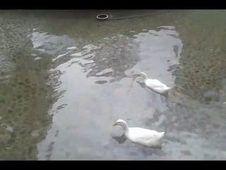 Vídeo 6. Patitos Nadando