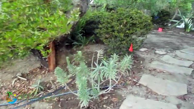 Driveway Landscape Design in Santa Barbara, Ca