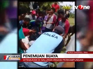 Heboh Penemuan Buaya Sepanjang 3 Meter