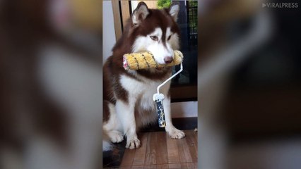 Husky Wants To Help Decorate!