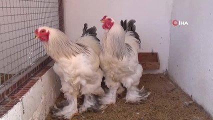 Bu Yumurtanın Tanesi 40 Tl