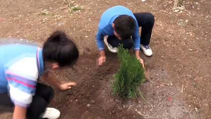 'Ev ödeviyle' dikili ağaçları oldu - HATAY