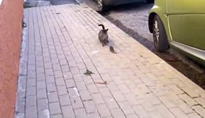 Fight Between RAT and CAT funny video