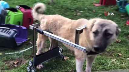 Geri dönüşüme ayrılan beyaz eşyalar felçli köpeklere yürüteç oluyor