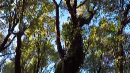 Ormanlar yarasalarla korunacak - MUĞLA