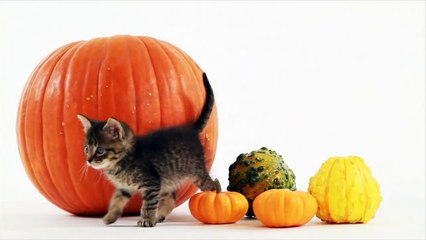 Tips To Make Moving With Pets Easier