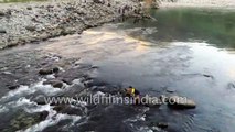 Collecting fish from Arunachali bamboo fish traps in Simang river or early Brahmaputra - Aerial view