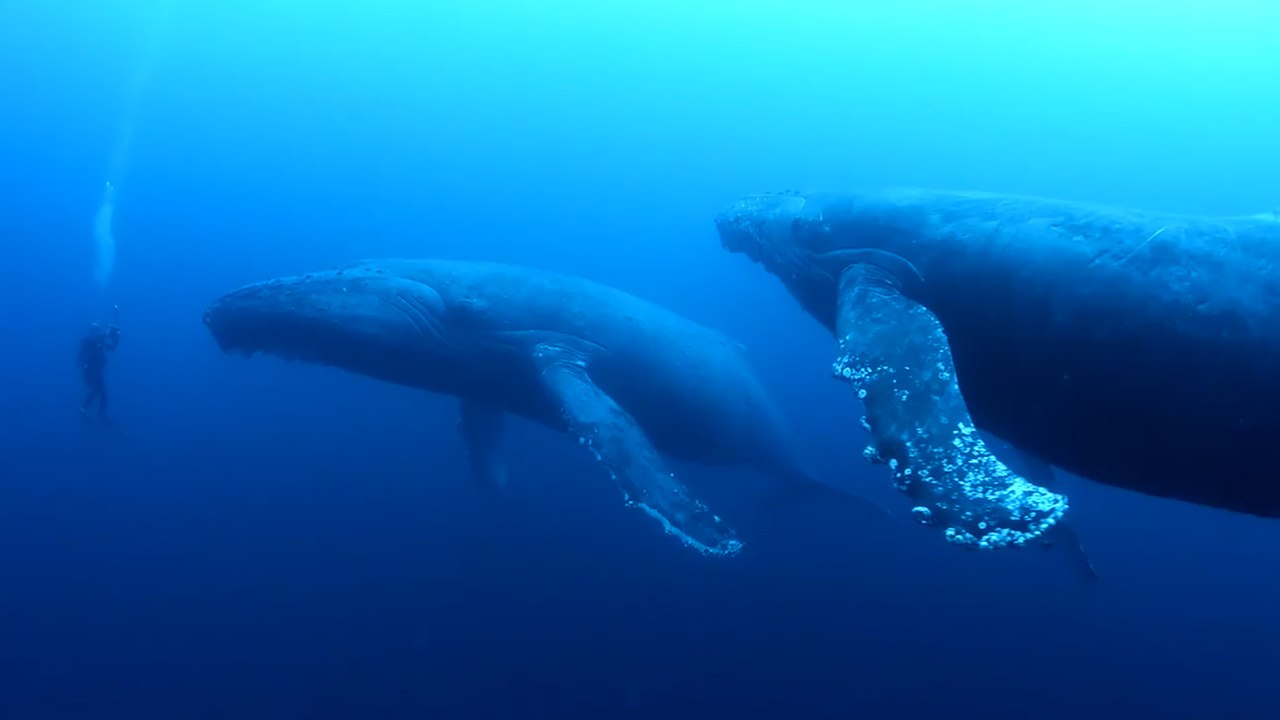 Un plongeur se retrouve face à deux baleines à bosses !
