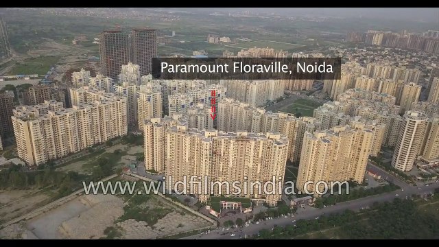Paramount Floraville residences in Noida Sector 137- stunning aerial view of the New India