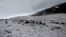 - Ardahan'da kar yağışı çobanları zor durumda bıraktı