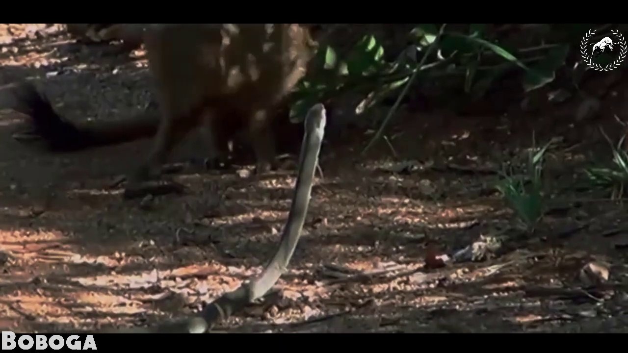 Amazing Mongoose and Cobra Compilation - Incredible Speed Skill and Agility