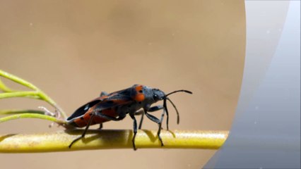 Pinnacle Pest Management BPT - (203) 349-3128