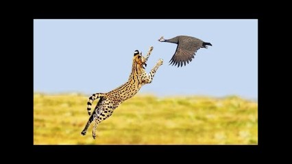 Birds VS Caracals VS Servals VS Leopard