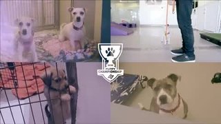 CLG League Team + Puppies! Puppy Worlds!