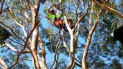 Tree cutting St ives