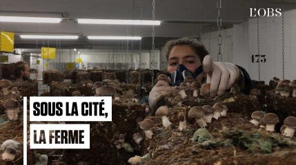 Ces champignons "made in Paris" poussent dans un ancien parking souterrain