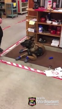 Un chien policier essaie des bottes pour la neige