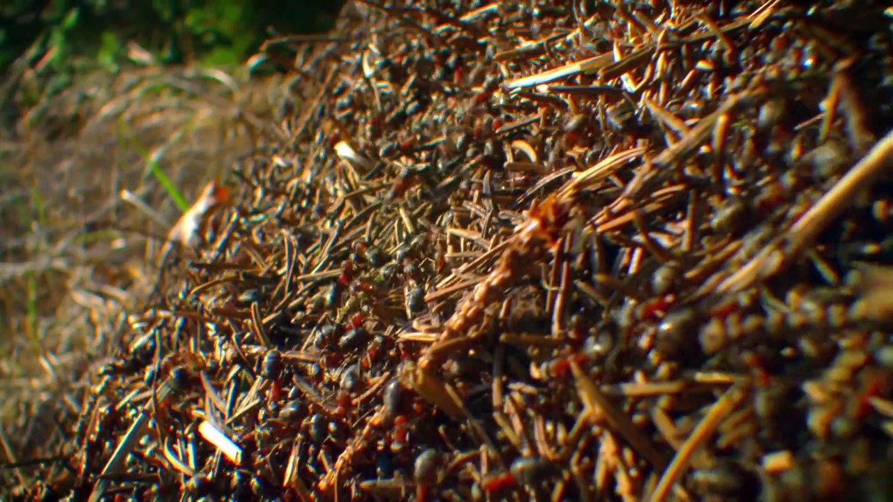 Animal building skills - Nature's architects