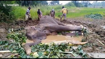 Heartbreaking video shows injured elephant being treated after collapsing