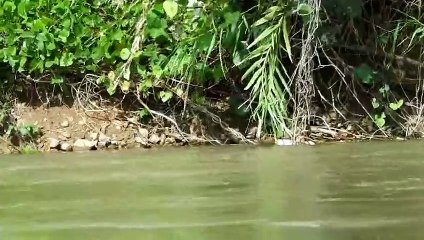 Survival in the wild, just caught wild geese, directly grilled with slate