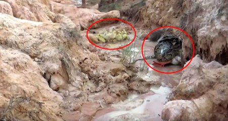 Anne Kaz, Yavruları İçin Kendisini Pitonun Önüne Attı