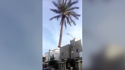 Floating Palm Tree
