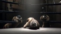 Marmottes en Scène : Découvrez l'édition spéciale Marmottes sur France 3 avec le Thème 'ROCKY' - Une Rencontre Étonnante entre la Faune et la Musique.