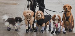 Les leggings pour chiens existent désormais !