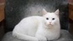 The most beautiful breeds of cats in the world