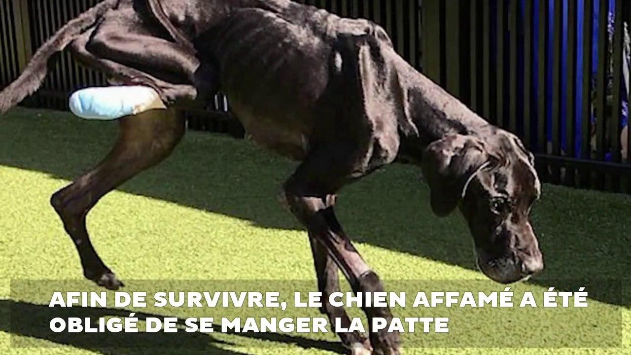 Affamé par ses maitres, ce chien se mange la patte
