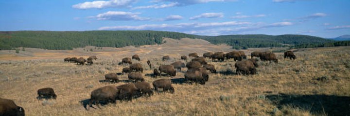 The wild animals of the United States