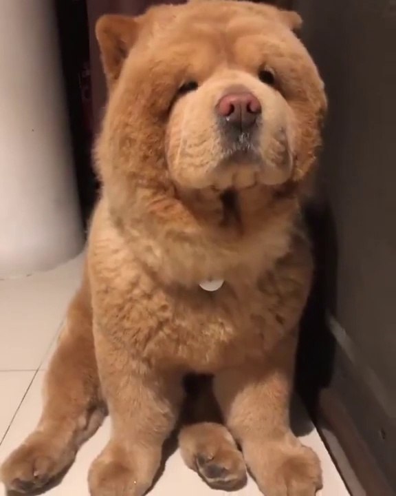 Le Chow-Chow : chien de race provenant de Chine