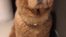 Le Chow-Chow : chien de race provenant de Chine