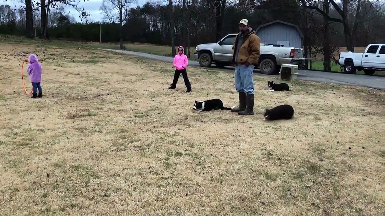 Dogs Lead Ducks Through Tricky Obstacle Course